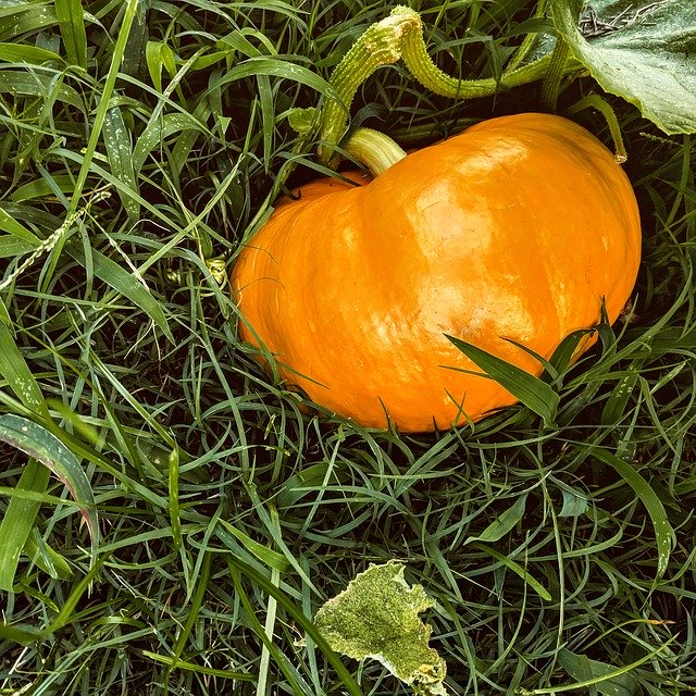 Download gratuito Pumpkin Patch Pumpkins - foto o immagine gratuita da modificare con l'editor di immagini online di GIMP