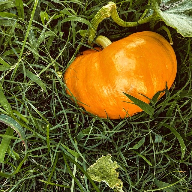 Téléchargement gratuit de citrouilles citrouilles - photo ou image gratuite à éditer avec l'éditeur d'images en ligne GIMP