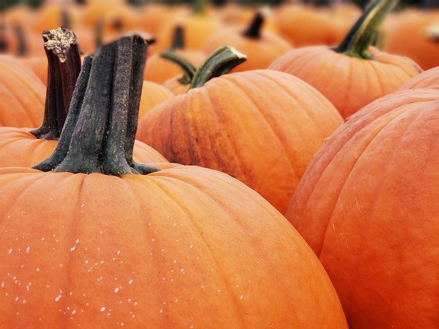 Free picture Pumpkin Patch Pumpkins Orange -  to be edited by GIMP free image editor by OffiDocs