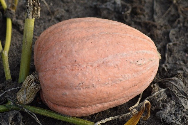 Free download Pumpkin Pumpkins Orange -  free photo or picture to be edited with GIMP online image editor