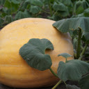Pumpkin ripening on the tree  screen for extension Chrome web store in OffiDocs Chromium
