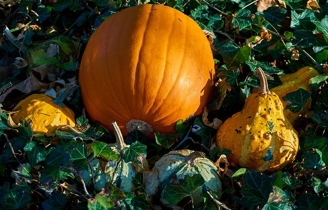Bezpłatne pobieranie Pumpkins Autumn Decoration - bezpłatne zdjęcie lub obraz do edycji za pomocą internetowego edytora obrazów GIMP