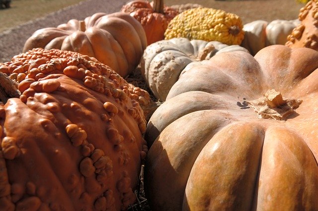 Baixe Pumpkins Autumn Halloween gratuitamente - foto ou imagem grátis para ser editada com o editor de imagens online GIMP