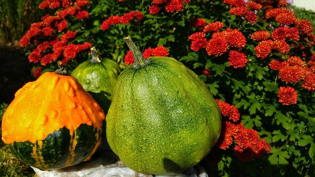 Free download Pumpkins Autumn Oktober -  free photo or picture to be edited with GIMP online image editor