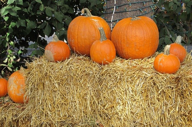Free download Pumpkins Display Agriculture -  free photo or picture to be edited with GIMP online image editor