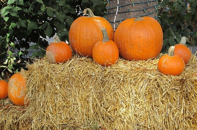 Unduh gratis Pumpkins Display Agriculture - foto atau gambar gratis untuk diedit dengan editor gambar online GIMP