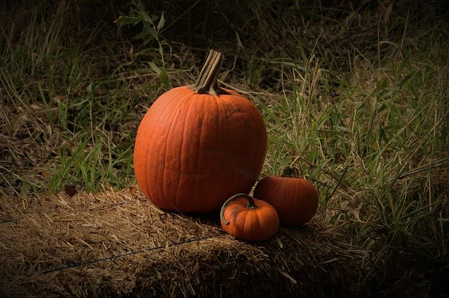 Unduh gratis Pumpkins Fall Autumn - foto atau gambar gratis untuk diedit dengan editor gambar online GIMP