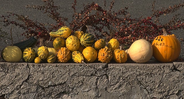 Free download pumpkins fall horticulture free picture to be edited with GIMP free online image editor