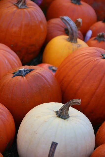 Unduh gratis Pumpkins Fall Pumpkin - foto atau gambar gratis untuk diedit dengan editor gambar online GIMP