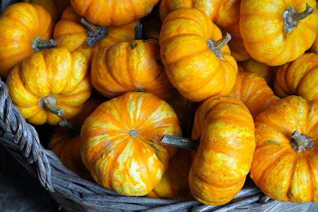 Free download pumpkins fall vegetables harvest free picture to be edited with GIMP free online image editor