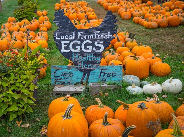 Bezpłatne pobieranie Pumpkins Farm Sign - darmowe zdjęcie lub obraz do edycji za pomocą internetowego edytora obrazów GIMP