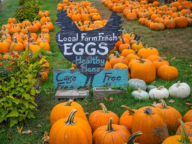 Скачать бесплатно Pumpkins Farm Sign - бесплатное фото или изображение для редактирования с помощью онлайн-редактора изображений GIMP