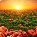 Pumpkins flooded the garden  screen for extension Chrome web store in OffiDocs Chromium