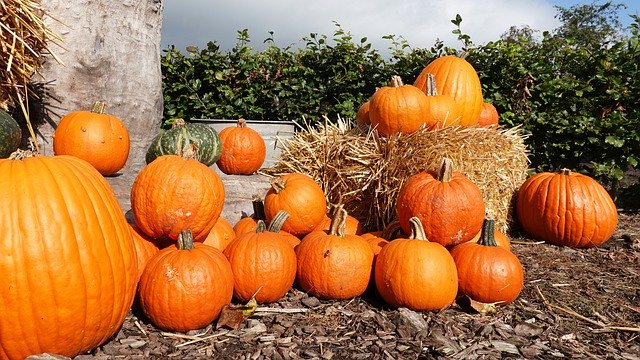 Descărcare gratuită Pumpkins Halloween Orange - fotografie sau imagini gratuite pentru a fi editate cu editorul de imagini online GIMP