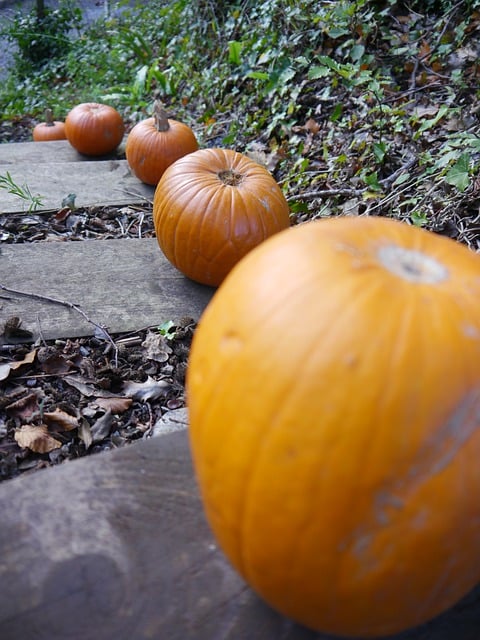 Free download pumpkins halloween seasonal squash free picture to be edited with GIMP free online image editor