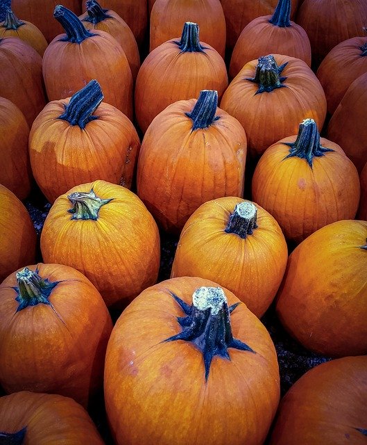 Unduh gratis Pumpkins Harvest Autumn - foto atau gambar gratis untuk diedit dengan editor gambar online GIMP