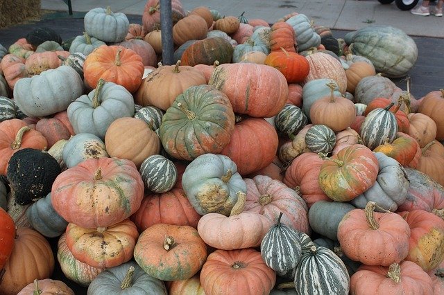 Free download Pumpkins Johnson Farms Plants And -  free photo or picture to be edited with GIMP online image editor