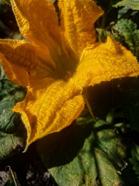 ດາວໂຫຼດຟຣີ Pumpkins Orange - ຮູບພາບຫຼືຮູບພາບທີ່ບໍ່ເສຍຄ່າເພື່ອແກ້ໄຂດ້ວຍຕົວແກ້ໄຂຮູບພາບອອນໄລນ໌ GIMP