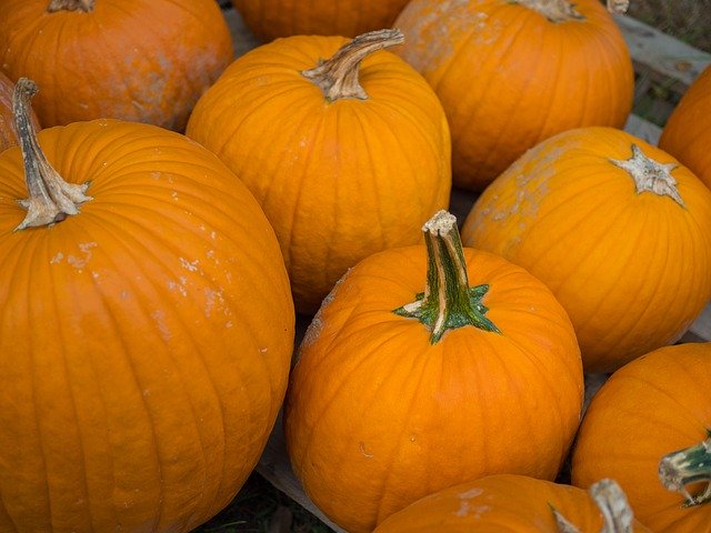 Free download Pumpkins Patch Thanksgiving -  free photo or picture to be edited with GIMP online image editor