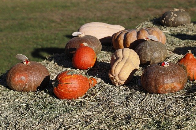 Free download Pumpkins Pumpkin Orange -  free photo or picture to be edited with GIMP online image editor