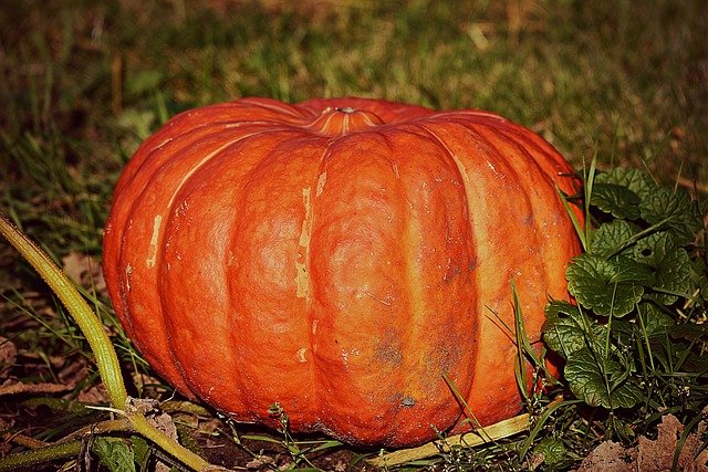 Free download pumpkin squash vegetable food free picture to be edited with GIMP free online image editor