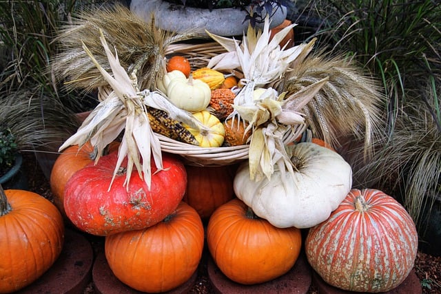 Free download pumpkins thanksgiving fall food free picture to be edited with GIMP free online image editor