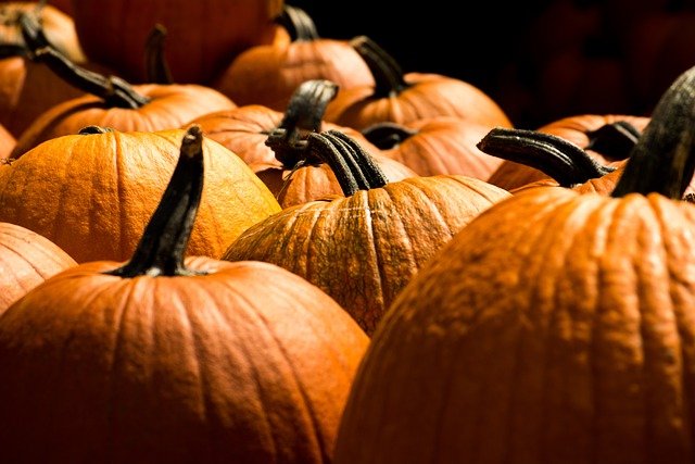 Free download pumpkins vegetables fall halloween free picture to be edited with GIMP free online image editor
