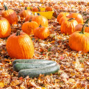 Pumpkin zucchini on dry leaves  screen for extension Chrome web store in OffiDocs Chromium