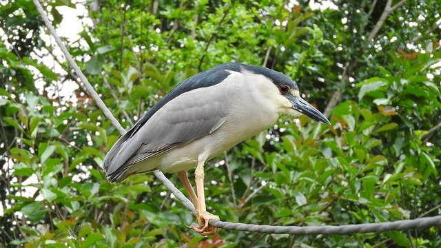 دانلود رایگان Punch Bird Nature Striated - عکس یا تصویر رایگان قابل ویرایش با ویرایشگر تصویر آنلاین GIMP