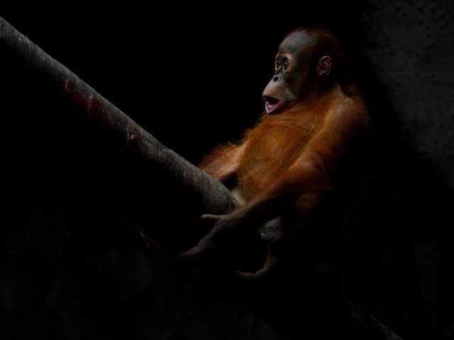 Free download pup animal nature sumatra primate free picture to be edited with GIMP free online image editor