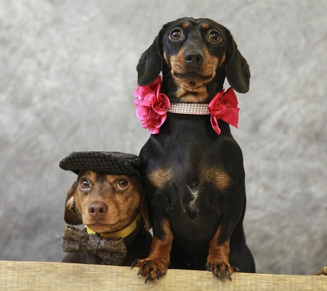 Free download Pup Dog Cute -  free photo or picture to be edited with GIMP online image editor