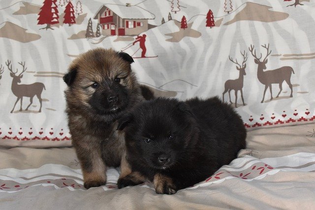 Template Photo Puppies Eurasier Puppy Pup -  for OffiDocs