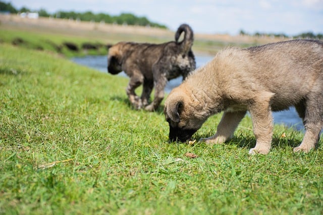 Free download puppies grass dogs pets animals free picture to be edited with GIMP free online image editor