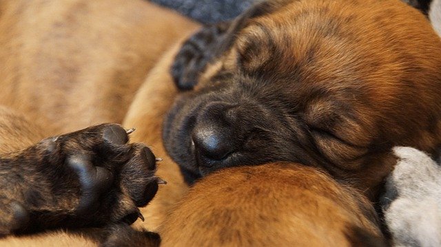 Бесплатно скачать Помет щенков Ганноварских собак - бесплатную фотографию или картинку для редактирования с помощью онлайн-редактора изображений GIMP
