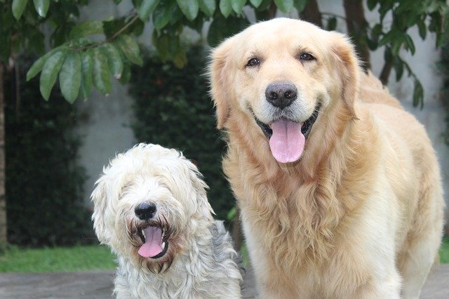 ດາວໂຫລດຟຣີ Puppies Portrait Cute - ຮູບພາບຫຼືຮູບພາບທີ່ບໍ່ເສຍຄ່າເພື່ອແກ້ໄຂດ້ວຍຕົວແກ້ໄຂຮູບພາບອອນໄລນ໌ GIMP