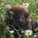 Puppies roam around  screen for extension Chrome web store in OffiDocs Chromium