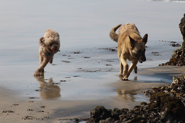Muat turun percuma templat foto percuma Puppies Run Career untuk diedit dengan editor imej dalam talian GIMP
