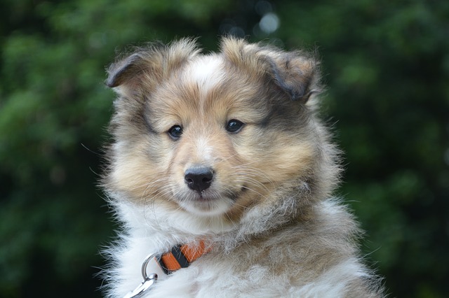 Free download puppy 9semaines shepherd shetland free picture to be edited with GIMP free online image editor