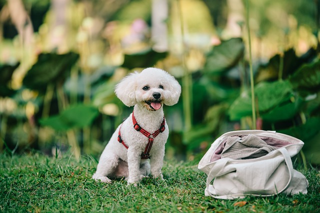 Free download puppy animal dog cute puppy poodle free picture to be edited with GIMP free online image editor