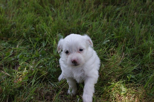 Unduh gratis Puppy Baby Dog - foto atau gambar gratis untuk diedit dengan editor gambar online GIMP