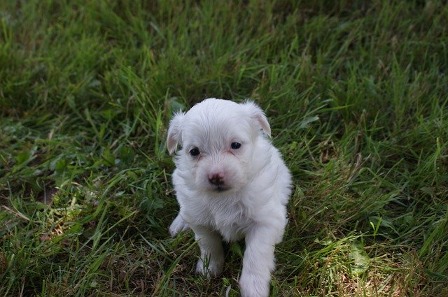 Free download Puppy Baby Dog -  free photo or picture to be edited with GIMP online image editor