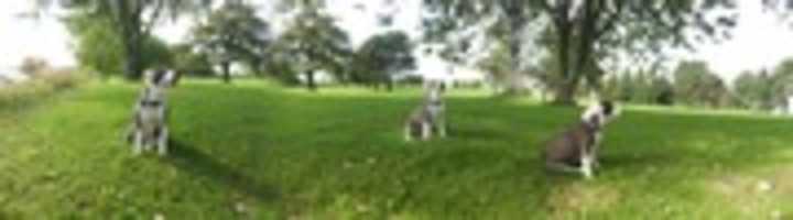 Free download PUPPY CLONES free photo or picture to be edited with GIMP online image editor