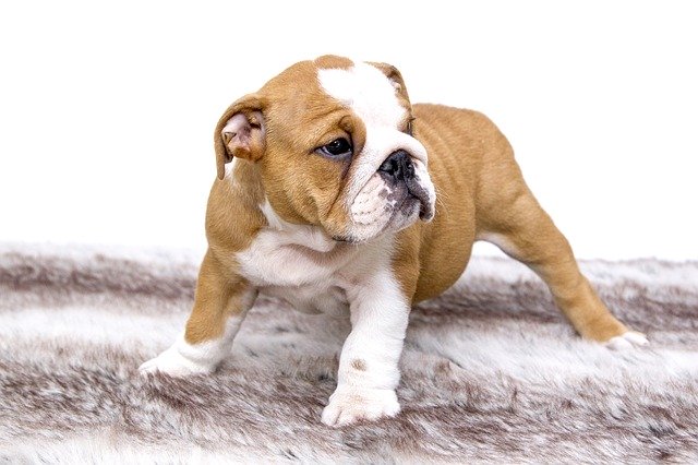 Unduh gratis Puppy Cute Animal - foto atau gambar gratis untuk diedit dengan editor gambar online GIMP