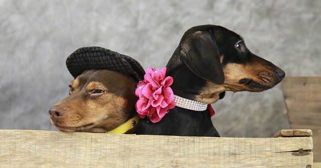 Free download Puppy Cute Dog -  free photo or picture to be edited with GIMP online image editor