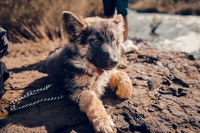 Free download puppy cute puppy german shepherd free picture to be edited with GIMP free online image editor