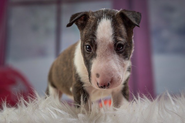 Безкоштовно завантажте Puppy Dog Animal - безкоштовну фотографію або зображення для редагування за допомогою онлайн-редактора зображень GIMP