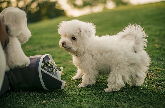 Free download puppy dog animal background free picture to be edited with GIMP free online image editor