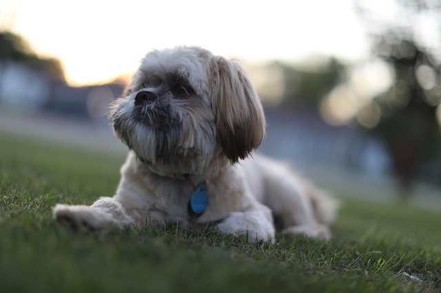 Free download Puppy Dog Grass -  free photo or picture to be edited with GIMP online image editor