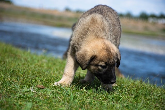 Free download puppy dog grass pet animal free picture to be edited with GIMP free online image editor
