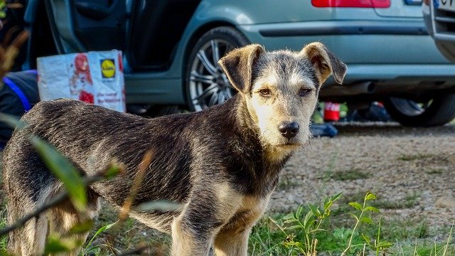 Bezpłatne pobieranie Puppy Doggy Cute - bezpłatne zdjęcie lub obrazek do edycji za pomocą internetowego edytora obrazów GIMP